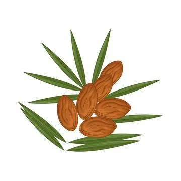 Dates Fruit Illustration Stock Illustration