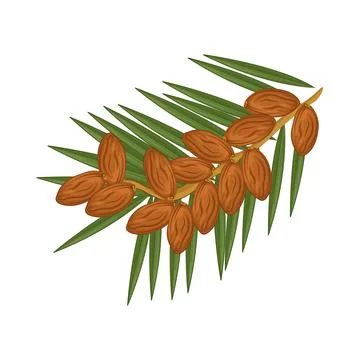 Dates Fruit Illustration Stock Illustration