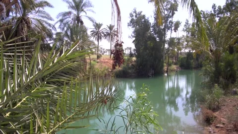 Dates fruit at the Jordan River bank in Israel Stock Footage 145455101