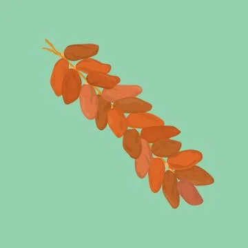 Dates fruit from middle east isolated vector style Stock Illustration