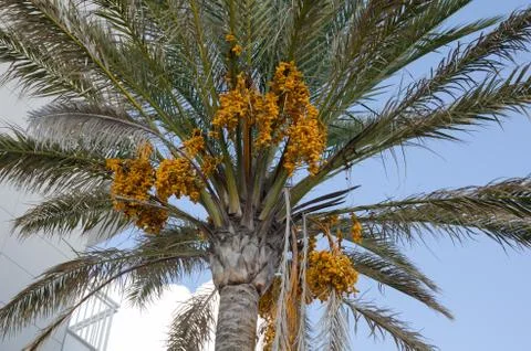 Dates fruit on the palm tree, Mallorca, Spain Stock Photos