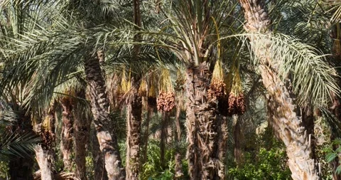 Dates fruit on the palm trees in the desert in Tunisia Stock Footage 222750700