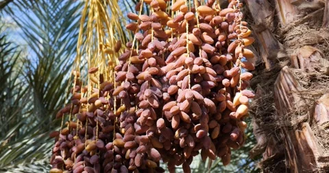 Dates fruit on the palm trees in the desert in Tunisia Vidéo 223129490
