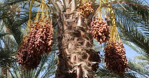 Dates fruit on the palm trees in the desert in Tunisia Stock Footage 223345758