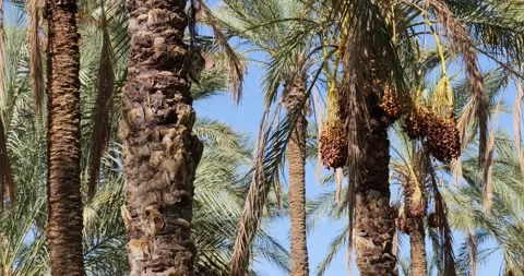 Dates fruit on the palm trees in the desert in Tunisia. Stock Footage 223690446