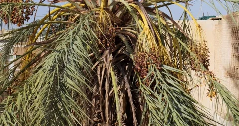 Dates fruit on the palm trees in the desert in Tunisia Stock Footage 229958192
