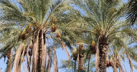 Dates fruit on the palm trees in the desert in Tunisia Stock Footage 230672708