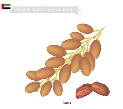 Dates Fruit, Popular Fruit in United Arab Emirates Fruit Stock Illustration
