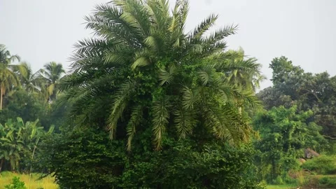 Dates fruit tree in asia. Stock Footage 314401325