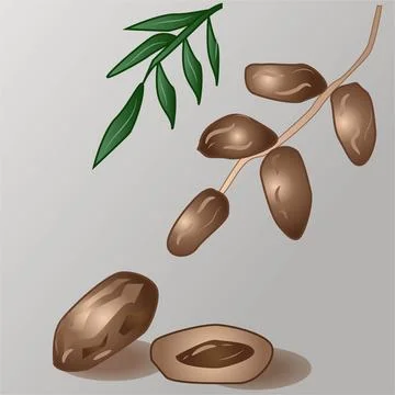 Dates Fruit Vector Drawing and Illustration Stock Illustration