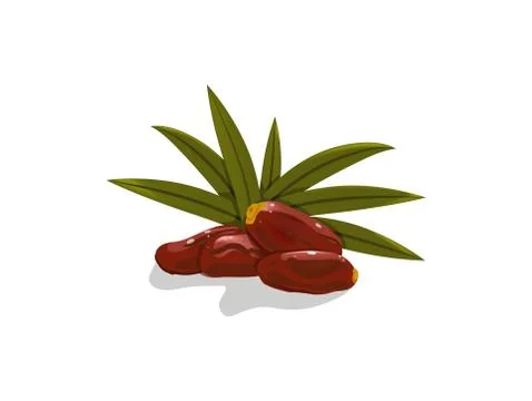 Dates fruit on white background Stock Illustration