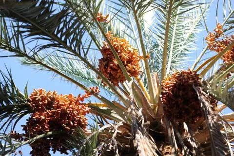 Dates fruits Stock Photos