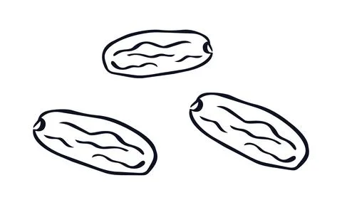 Dates fruits. Vector line art illustration of three dried dates fruits Stock Illustration