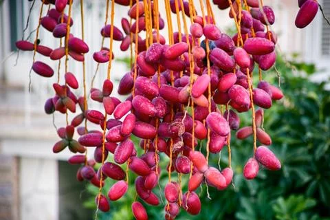 Dates grow on the tree. Stock Photos