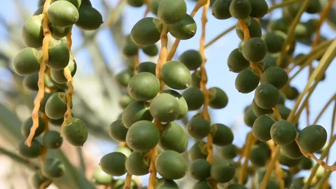 Dates growing and blowing Stock Footage 129553120