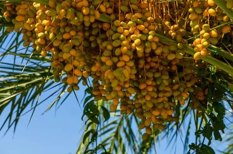 Dates Growing On Palm Tree Stock-Fotos