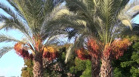 Dates growing on palms Stock-Footage 41852341