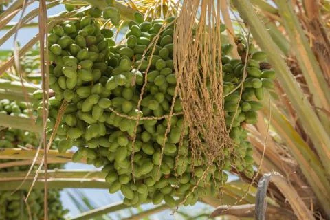 Dates hanging in a date palm Stock Photos