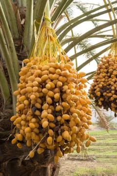 Dates hanging from the tree Stock Photos