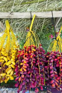 Dates Multi-colored Dates in the Israeli Market Copyright: xZoonar.com/gku... 스톡 사진