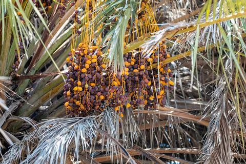 Dates on a palm branches Stock Photos