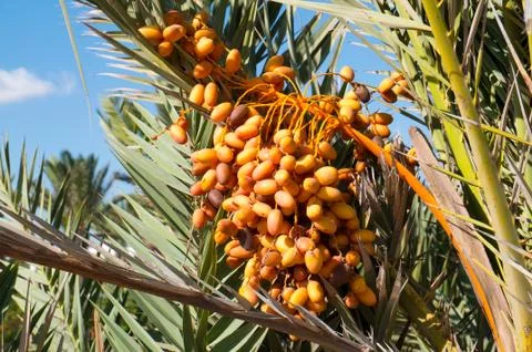 Dates palm branches with ripe dates. Djerba Island, Tunisia. Stock Photos