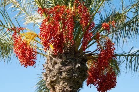 Dates palm branches with ripe dates. Djerba Island, Tunisia. Stock Photos