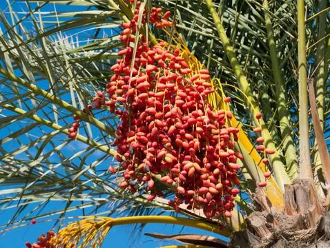 Dates palm branches with ripe dates. Djerba Island, Tunisia. Stock Photos