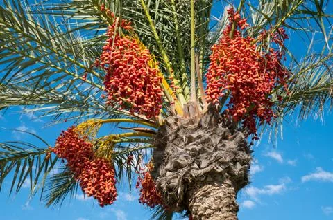Dates palm branches with ripe dates. Djerba Island, Tunisia. Stock Photos
