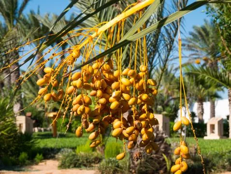 Dates palm branches with ripe dates. Djerba Island, Tunisia Stock Photos