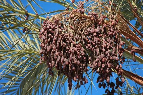 Dates palm with date fruit 库存照片