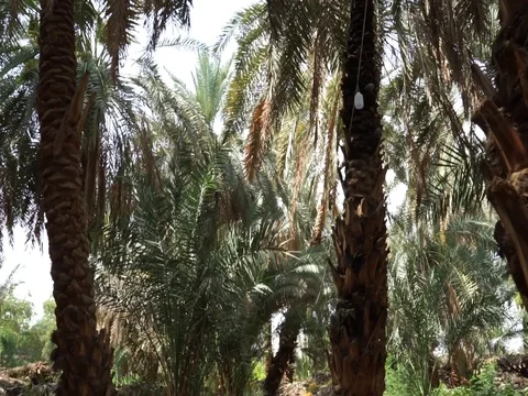 Dates palm Vidéo 112611399