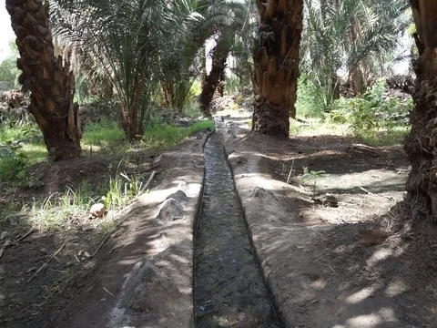 Dates palm Stock Footage 112611559