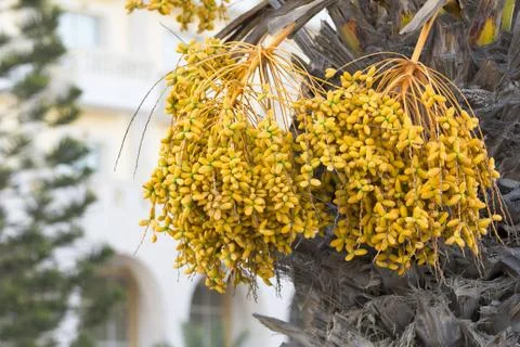 Dates Palm Stock Photos