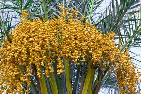 Dates Palm Stock Photos