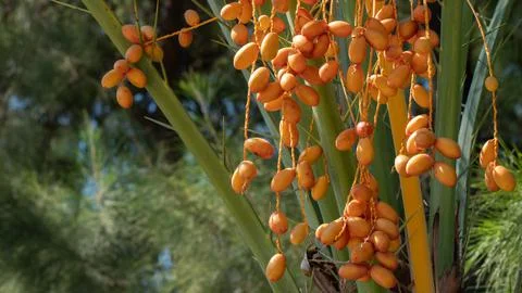 Dates on a palm tree, a bunch of fruit on a date palm Stock Photos
