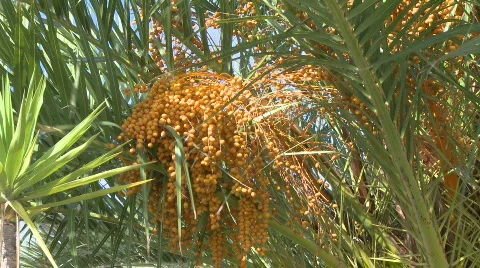 Dates in palm tree Stock Footage 316701