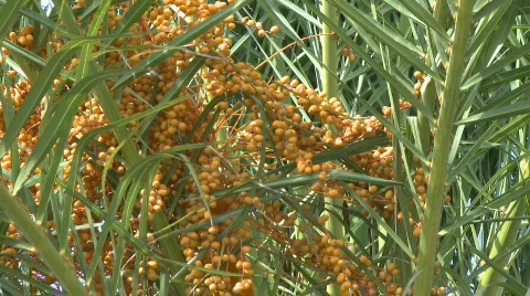 Dates in palm tree Video stock 440737