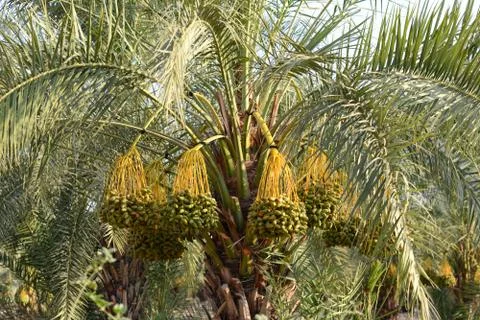 Dates on a palm tree Stock Photos