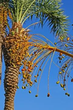 Dates on a palm tree Stock Photos