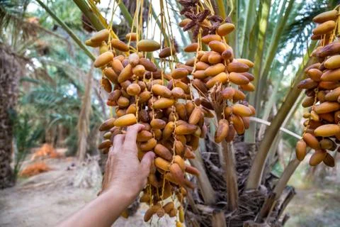Dates on a palm tree Stock Photos
