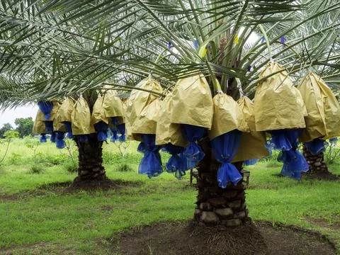 Dates on palm tree. Stock Photos