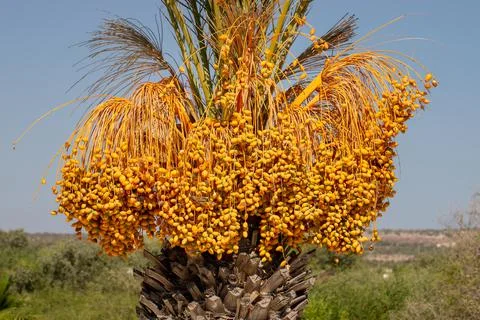 Dates on a palm tree Stock Photos