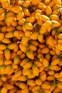 Dates on a palm tree Stock Photos