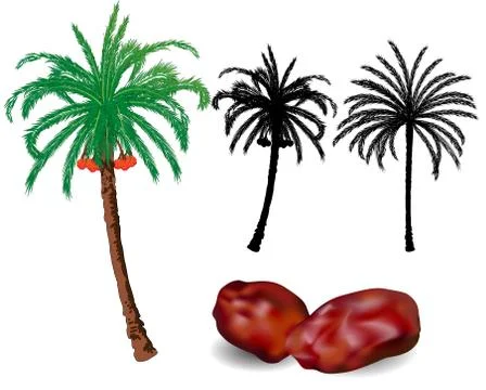 Dates Palm trees and fruit - vector illustration Stock Illustration