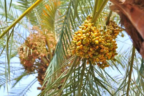 Dates Palm Trees Stock Photos