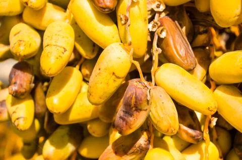 Dates Stock Photos