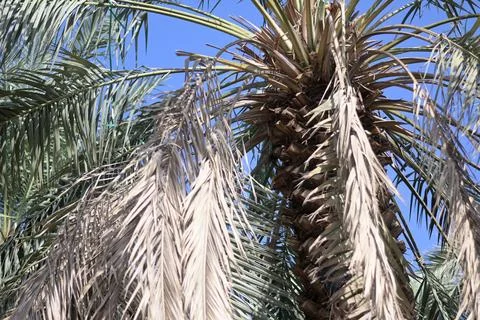 Dates 库存照片