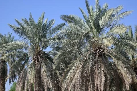 Dates 写真素材