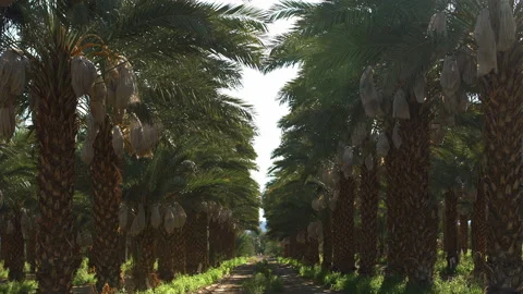 Dates protected in bag at Date Palm tree farm Stock Footage 167138350